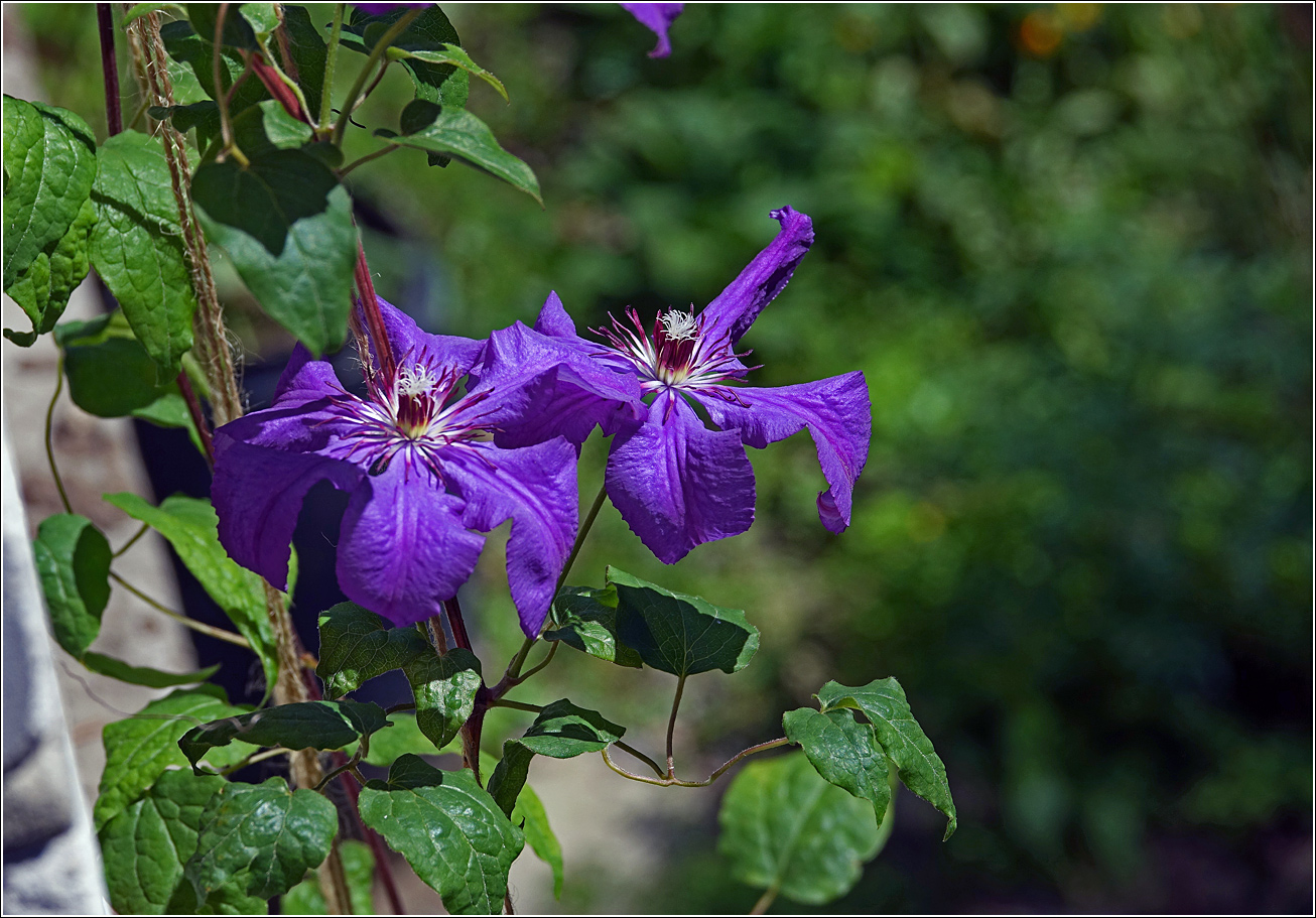 Изображение особи Clematis &times; jackmanii.