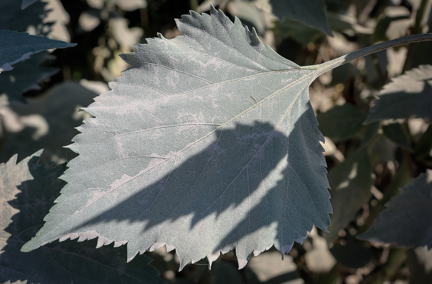 Image of Cyclachaena xanthiifolia specimen.