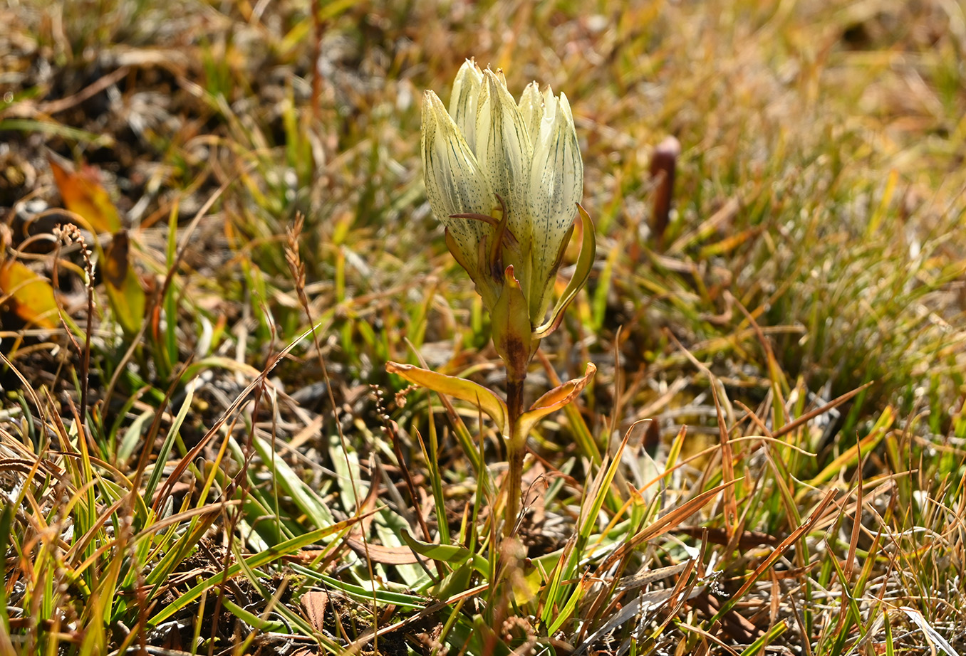Изображение особи Gentiana algida.