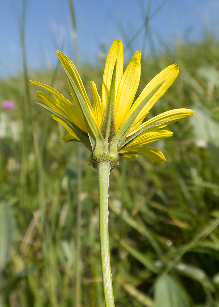 Image of Tragopogon filifolius specimen.