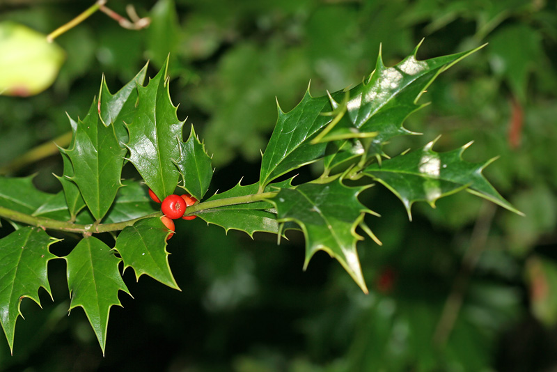 Изображение особи Ilex colchica.