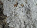 Image of taxon representative. Author is Игорь Евдокимов