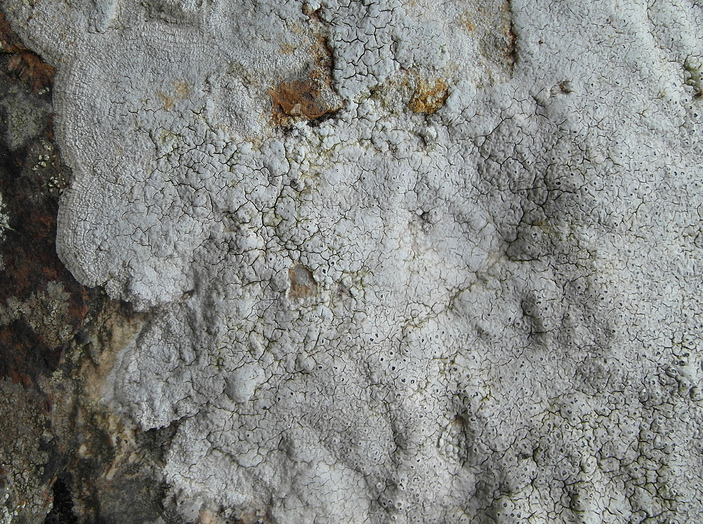 Image of Aspicilia farinosa specimen.