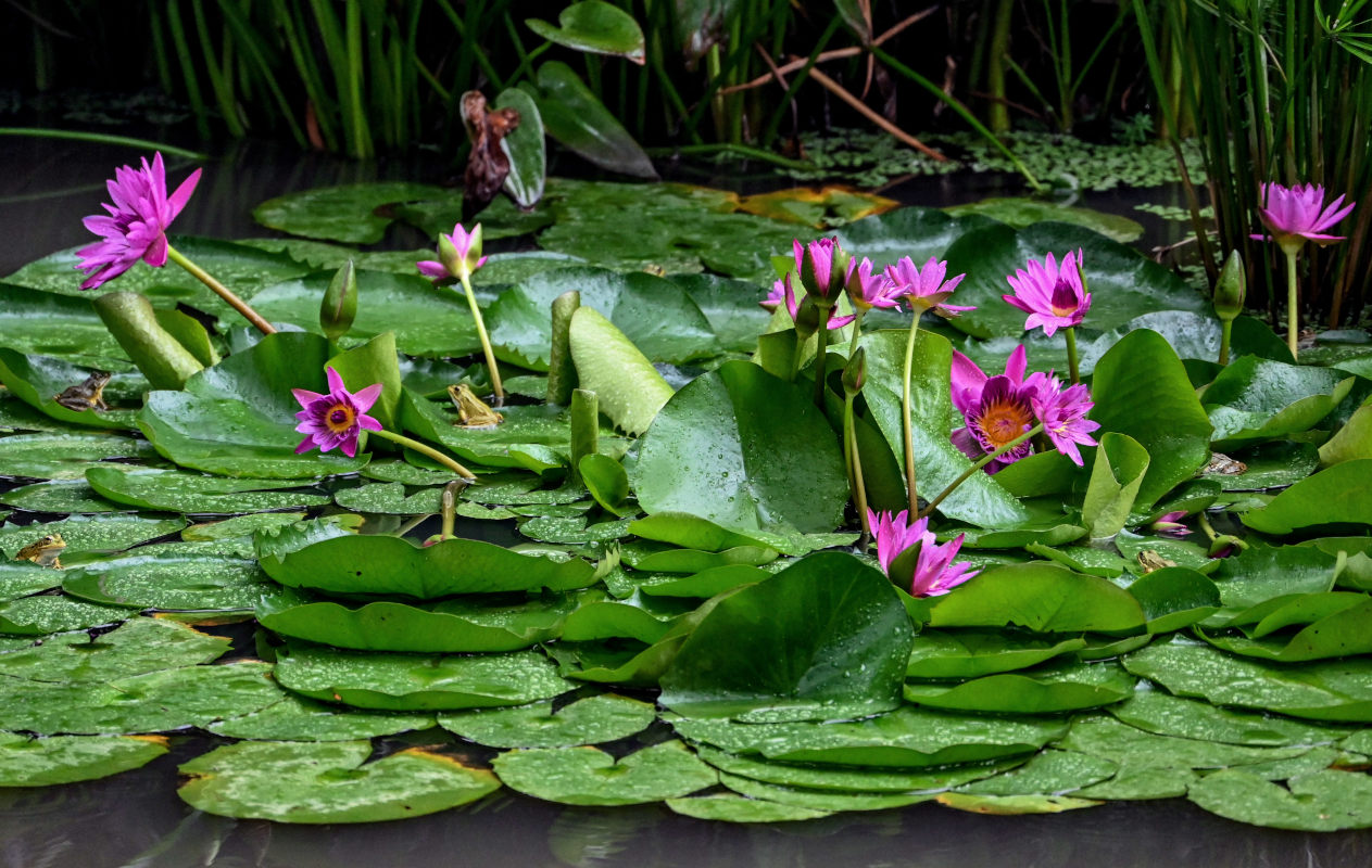 Изображение особи Nymphaea nouchali var. caerulea.