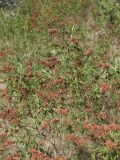 Cistus monspeliensis. Часть кроны плодоносящего растения. Жирона, комарка Баш Эмпорда, муниципалитет Калонже, опушка в дубово-сосновом лесу. 03.08.2025.
