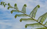 Cyathea cooperi. Верхушка вайи с разворачивающимися сегментами. Португалия, Азорские о-ва, о-в Сан-Мигел, кальдера вулкана Сети-Сидадиш, ≈ 500 м н.у.м., окраина зарослей кустарников. 14.08.2025.