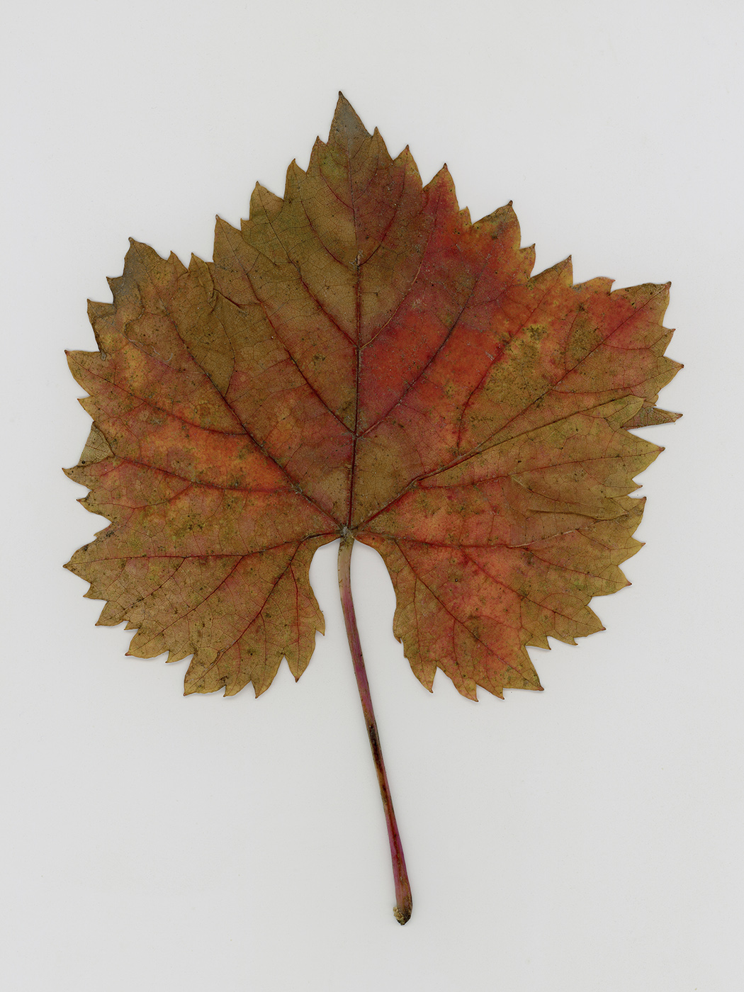 Изображение особи Vitis × bacoi.