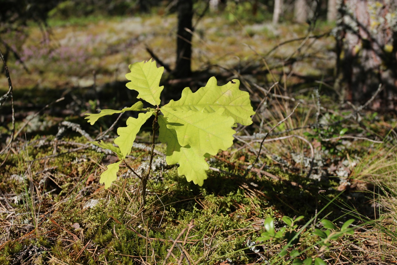 Image of Quercus robur specimen.