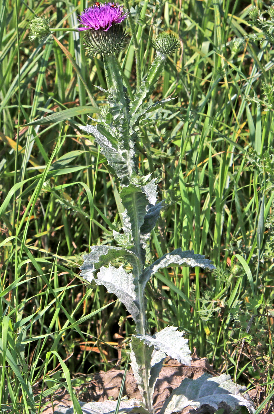 Изображение особи Onopordum acanthium.