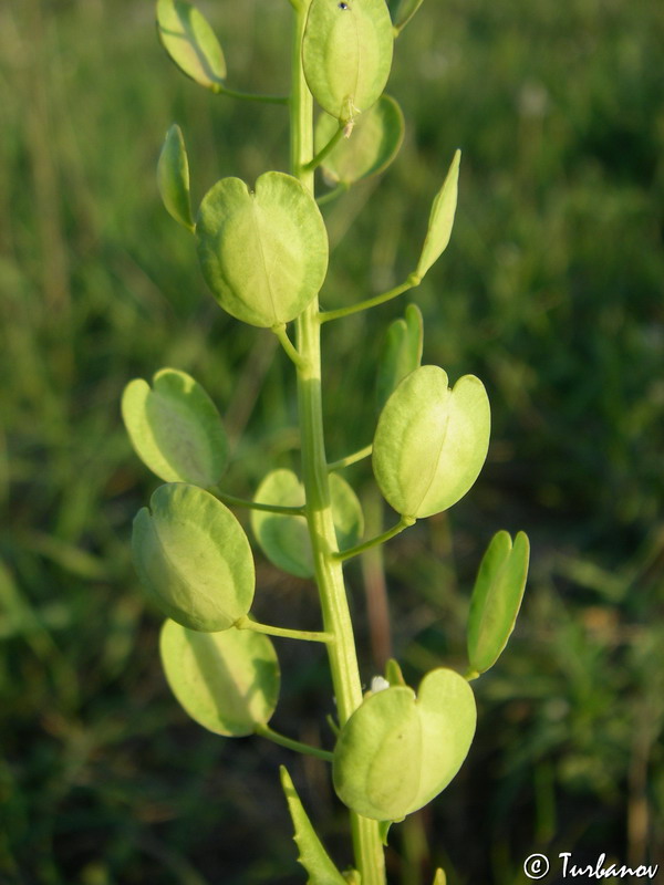 Image of Thlaspi arvense specimen.