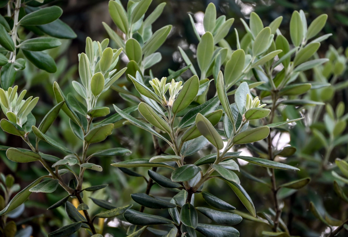 Image of Metrosideros excelsa specimen.