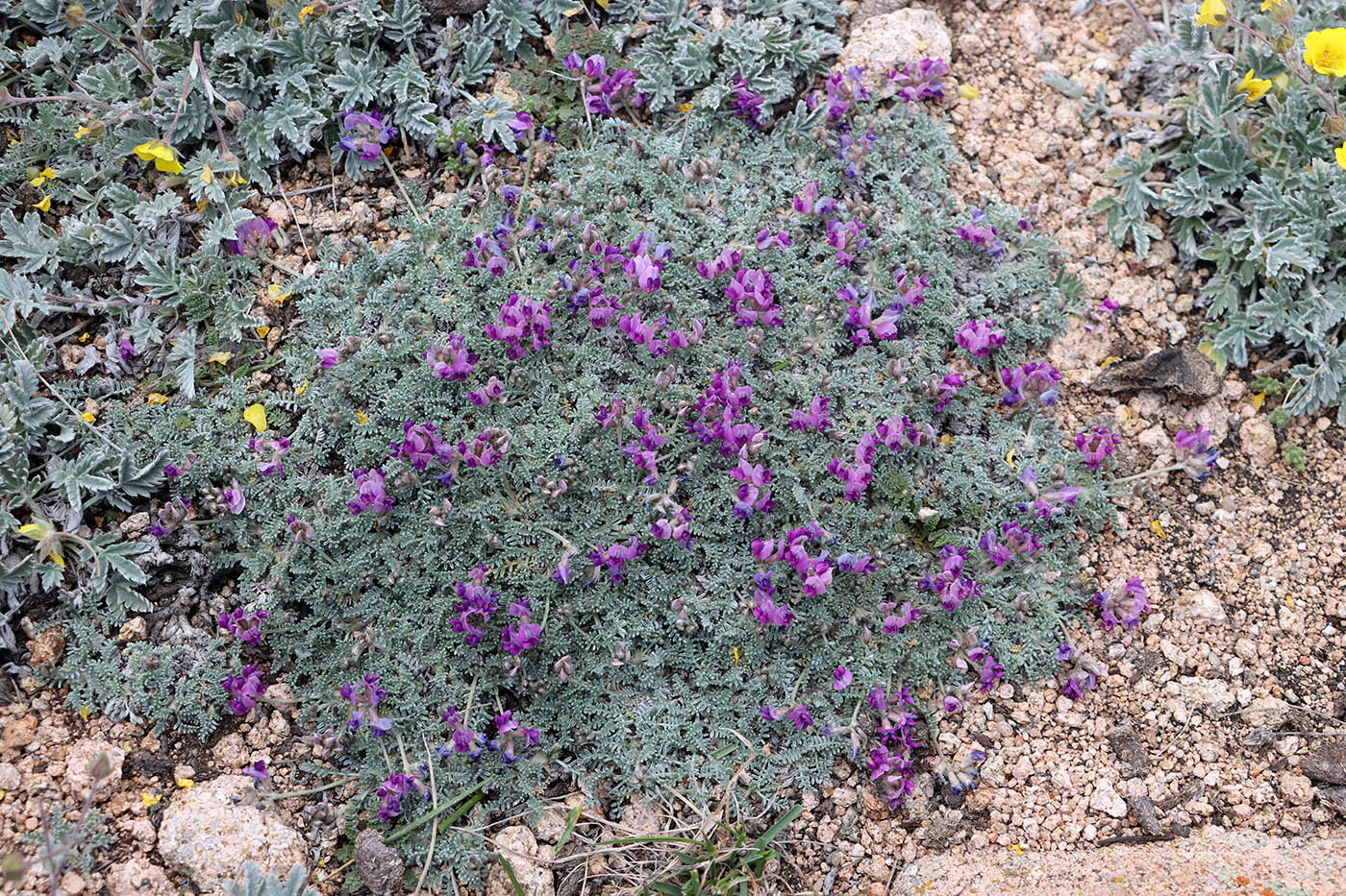 Image of Oxytropis leucocyanea specimen.