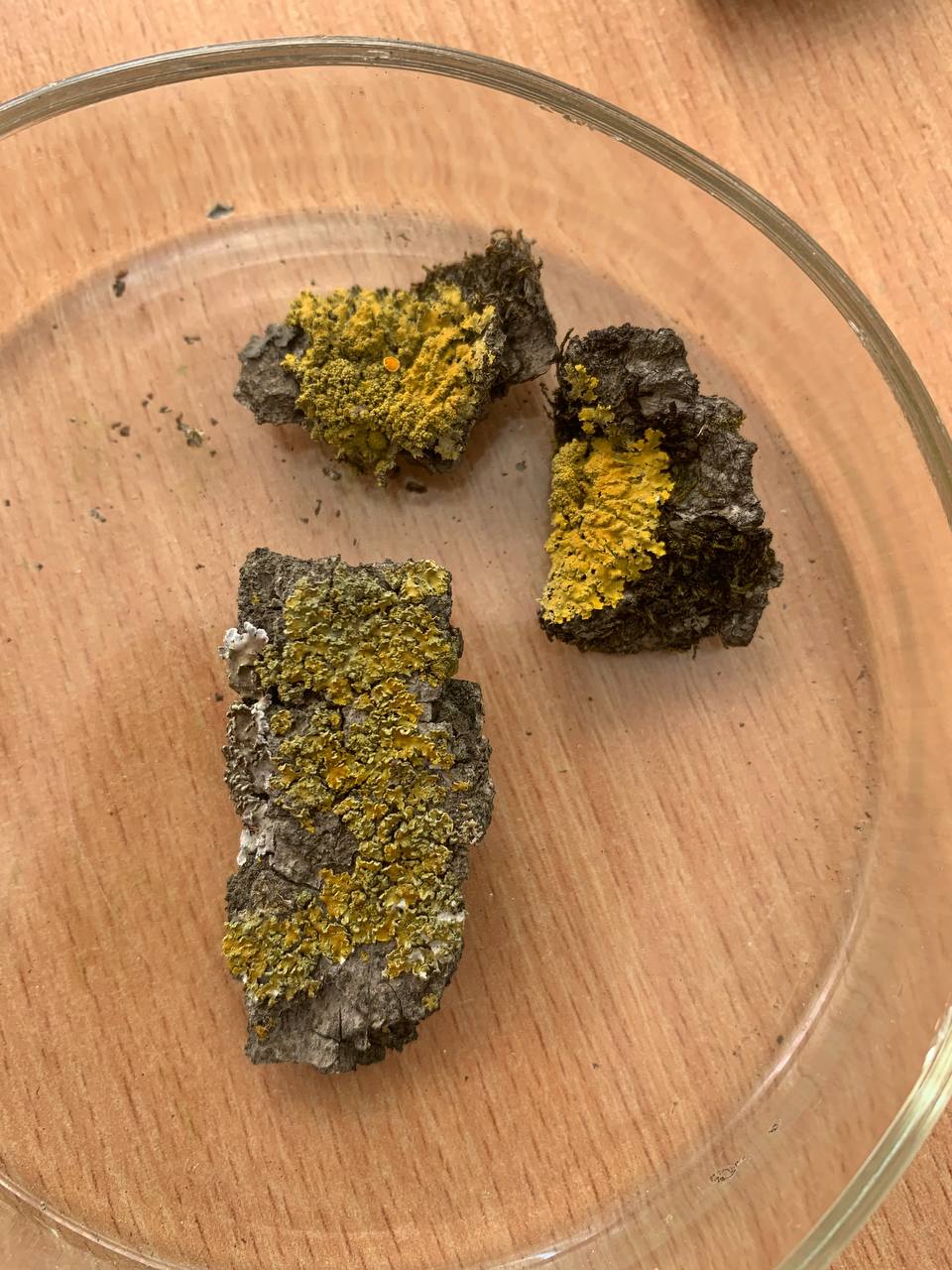 Изображение особи Неопознанный вид.