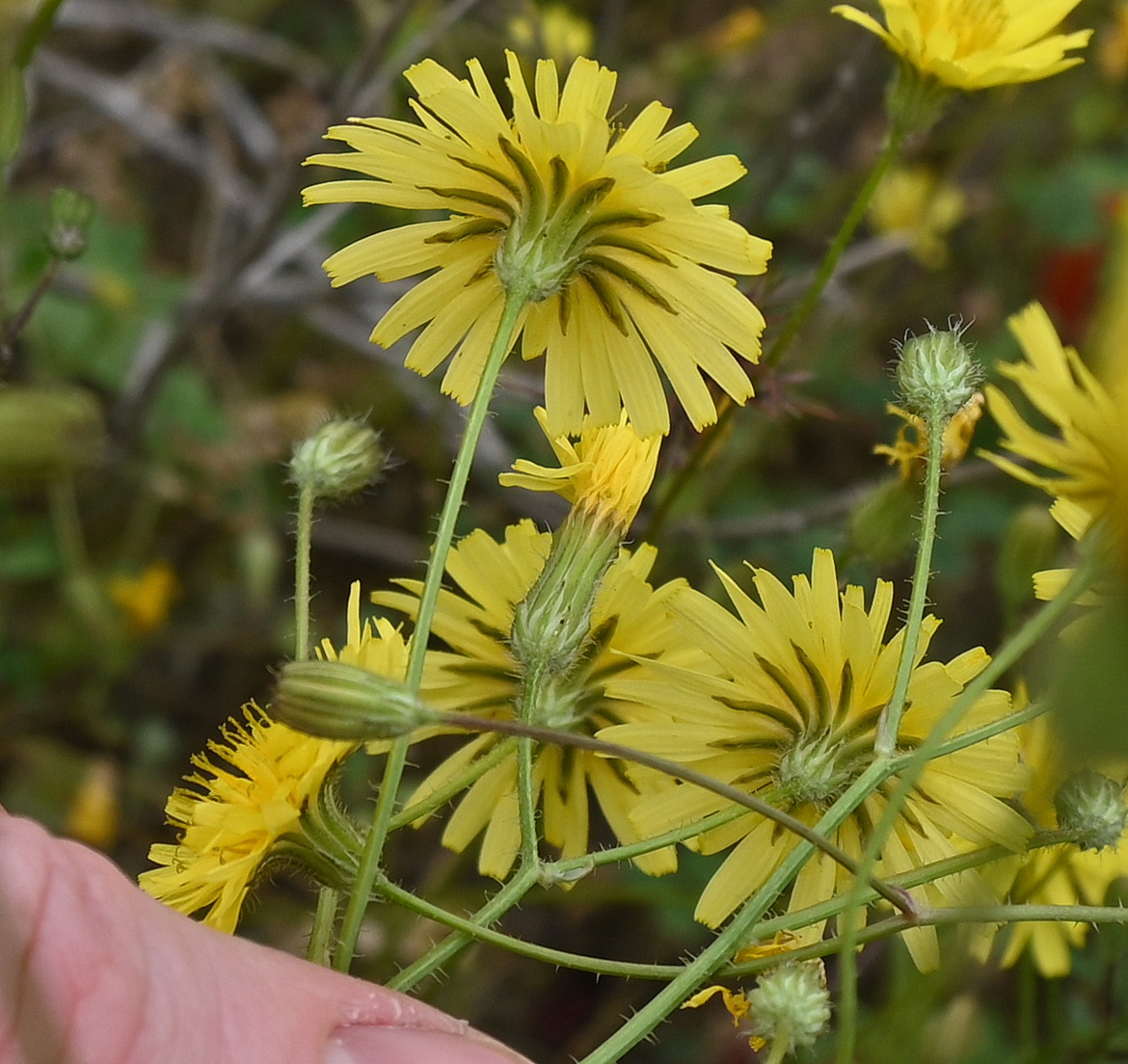 Image of familia Asteraceae specimen.