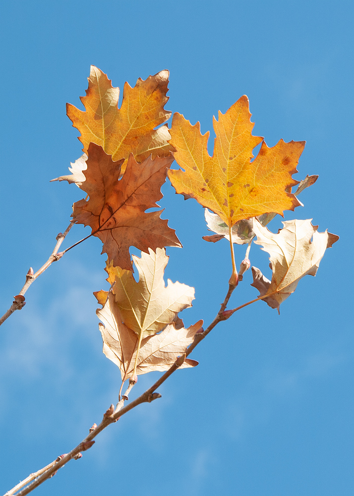 Изображение особи Platanus orientalis.