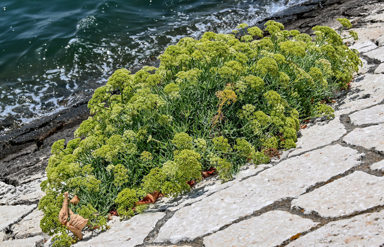 Изображение особи Crithmum maritimum.
