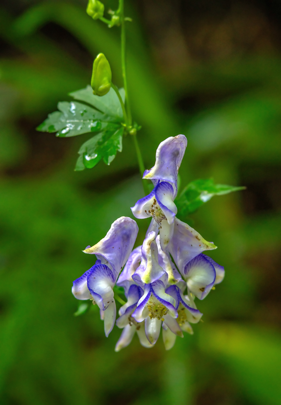 Изображение особи Aconitum sczukinii.