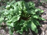 Arum elongatum