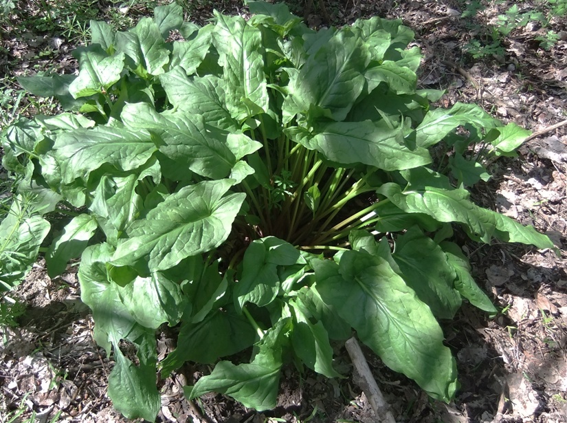 Image of Arum elongatum specimen.