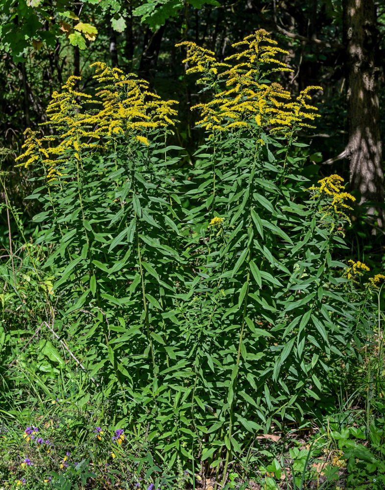 Изображение особи Solidago canadensis.