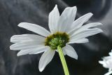Leucanthemum maximum. Верхушка побега с соцветием (вид со стороны чашелистиков). Свердловская обл., окр. г. Североуральск, дачный участок. 17.08.2024.