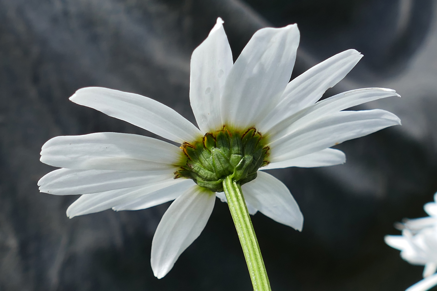 Image of Leucanthemum maximum specimen.