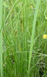 род Juncus