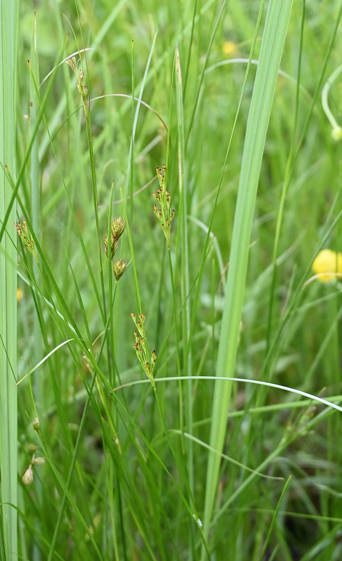 Изображение особи род Juncus.