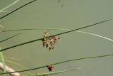 Juncus effusus. Верхушка плодоносящего побега. Краснодарский край, муниципальное образование город-курорт Сочи, Адлерский р-н, Кудепстинский сельский округ, окр. пос. Дубравный, Кудепстинский дендропарк, берег небольшого озерца. 04.07.2024.