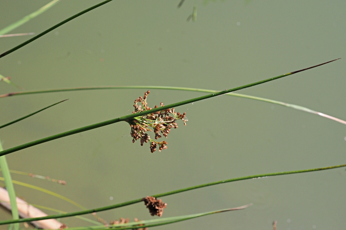 Изображение особи Juncus effusus.