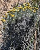Helichrysum italicum