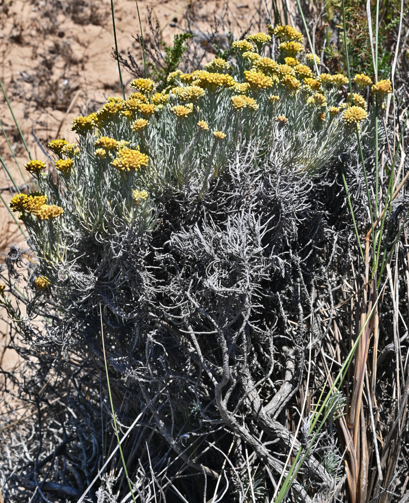 Image of Helichrysum italicum specimen.