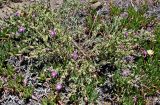 Centaurea sphaerocephala. Цветущие растения в сообществе с Carpobrotus edulis. Португалия, округ Бежа, окр. г. Карвальял, каменистый склон. 06.06.2026.