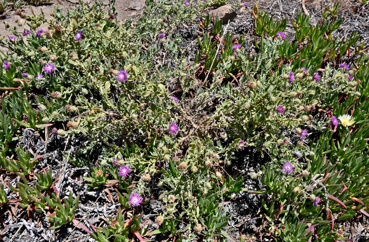 Image of Centaurea sphaerocephala specimen.