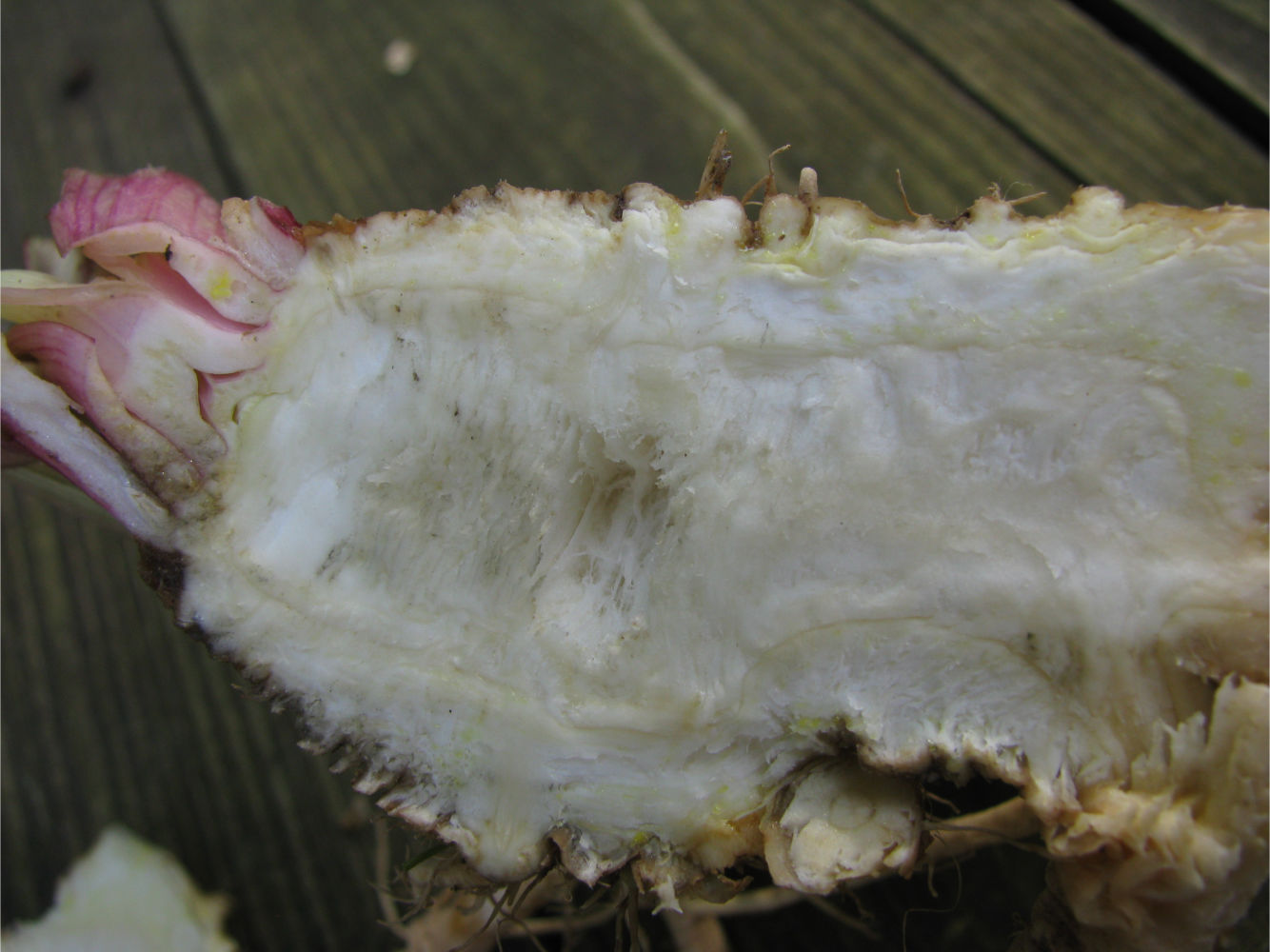 Image of Unknown species specimen.