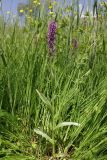 Dactylorhiza umbrosa