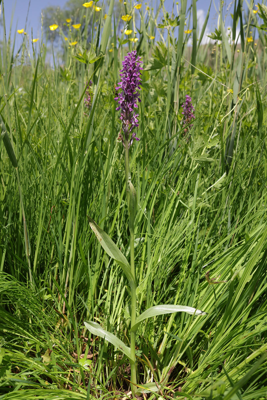 Image of Dactylorhiza umbrosa specimen.