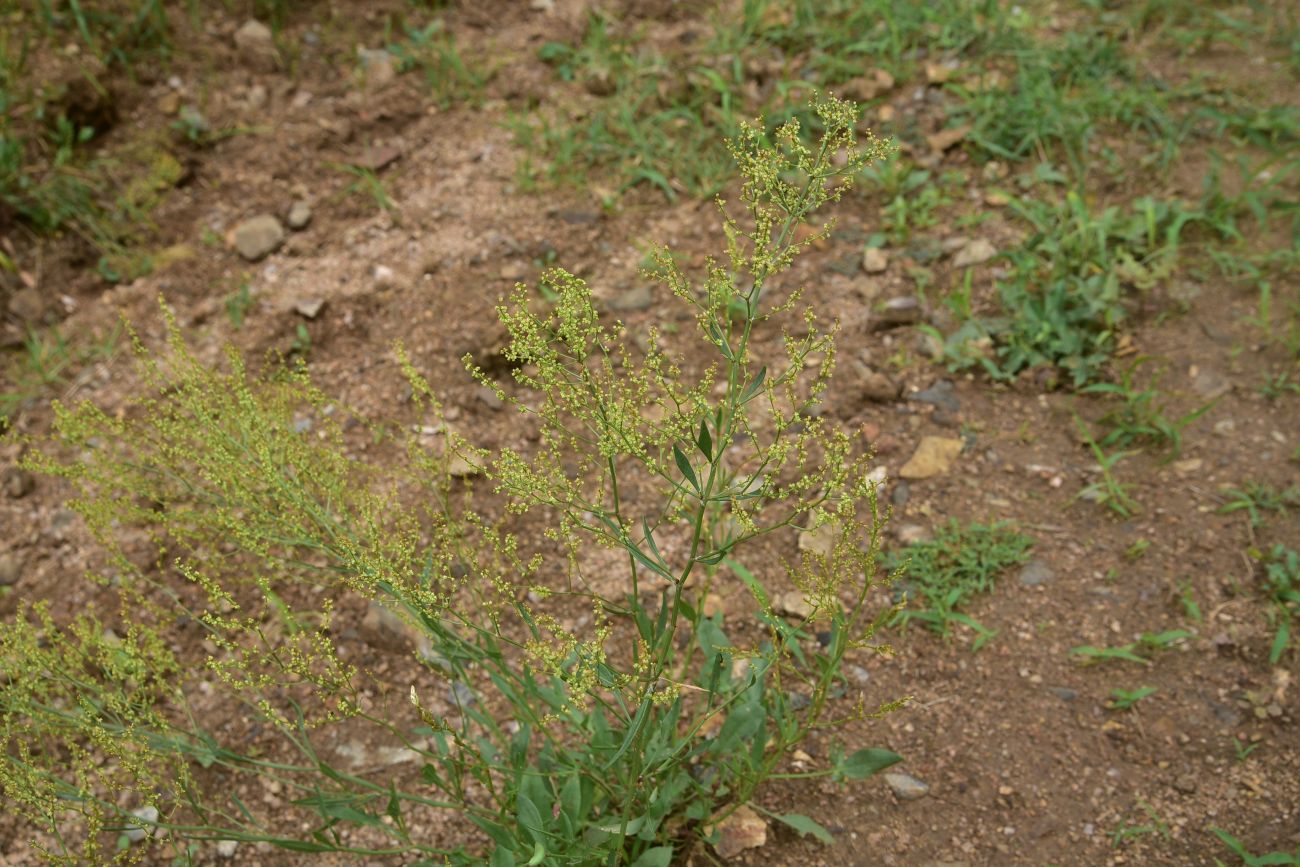 Изображение особи род Rumex.
