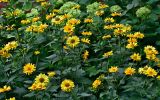 Heliopsis helianthoides подвид scabra. Верхушки цветущих растений. Московская обл., г. Железнодорожный, в культуре. 21.08.2026.
