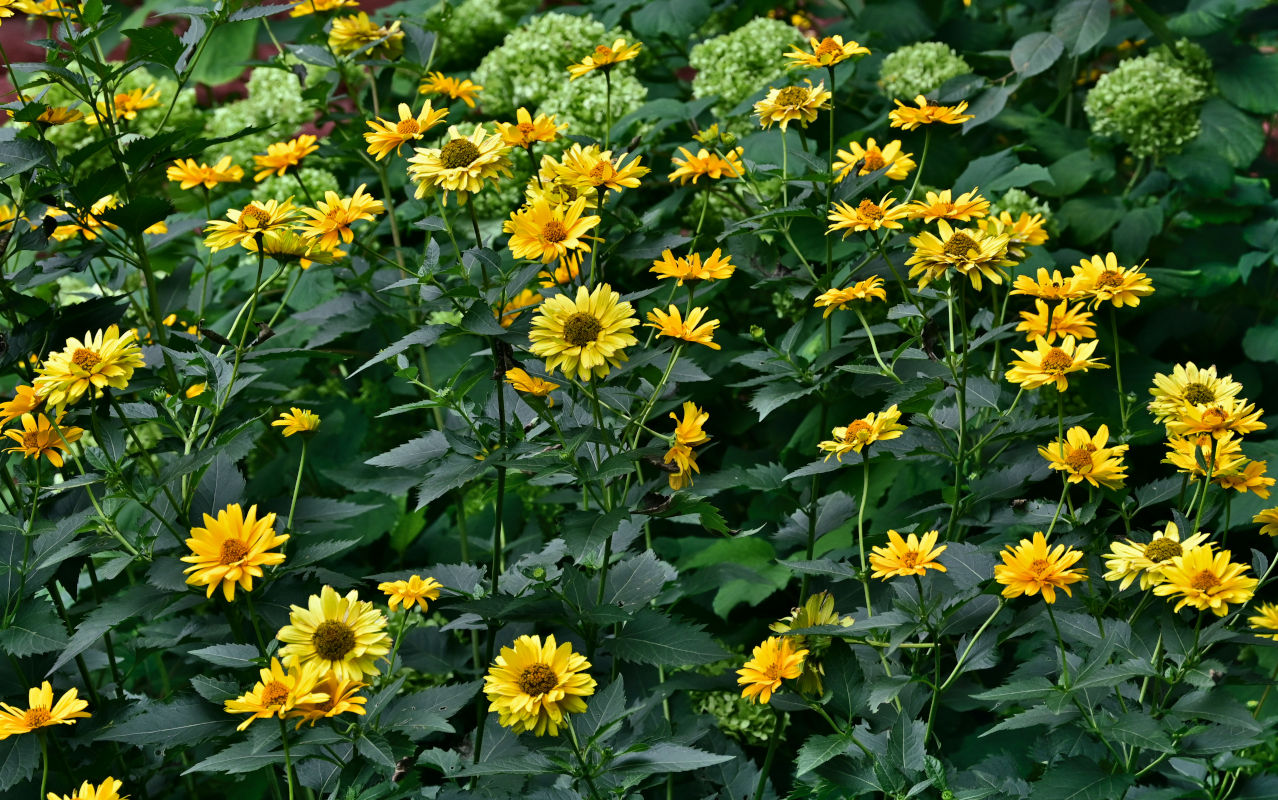 Изображение особи Heliopsis helianthoides ssp. scabra.