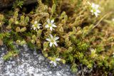 Minuartia imbricata