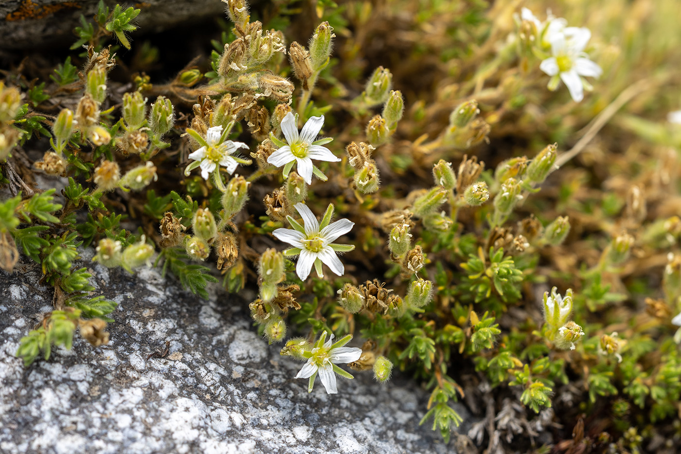 Изображение особи Minuartia imbricata.