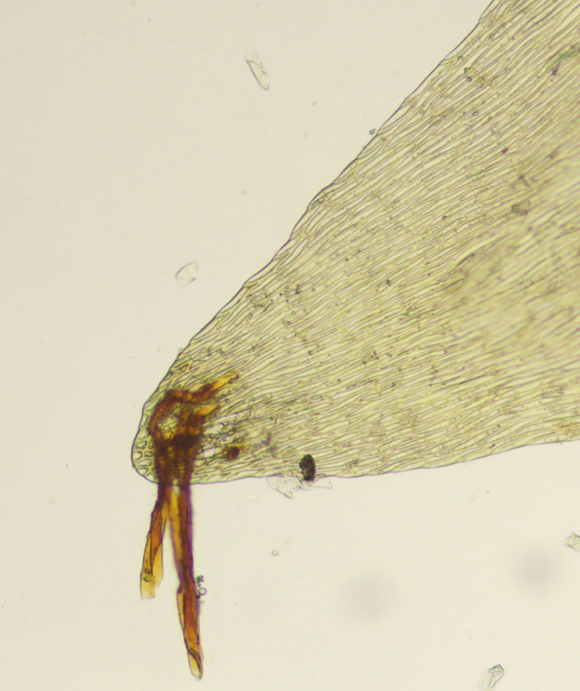 Изображение особи Straminergon stramineum.