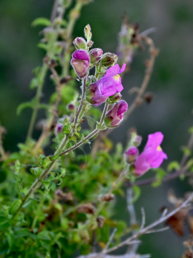 Изображение особи Antirrhinum linkianum.
