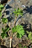 genus Geranium. Верхушка цветущей веточки. Турция, ил Артвин, р-н Юсуфели, окр. дер. Дамлаташ, выс. 1925 м н.у.м., луг. 13 июня 2026 г.