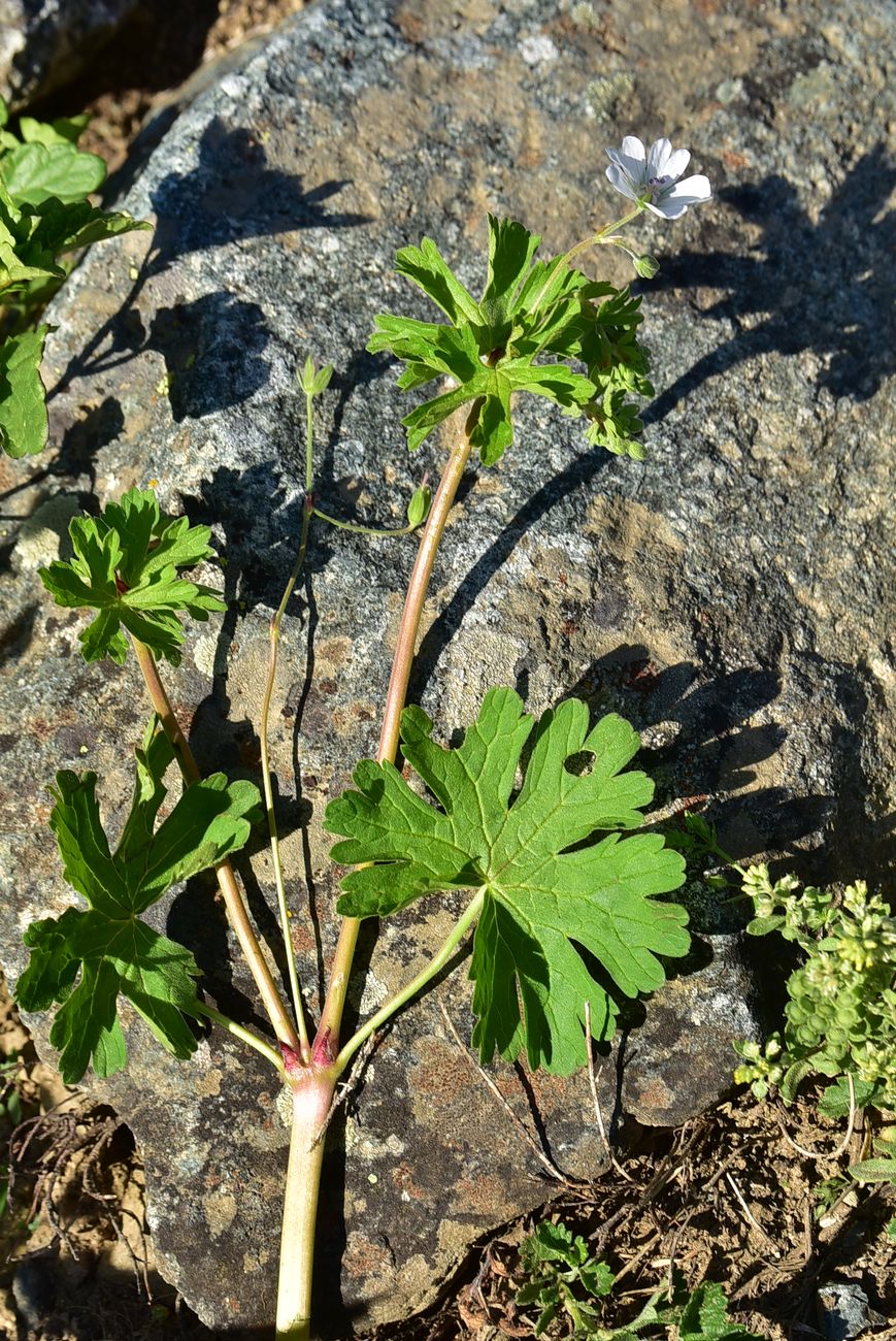 Image of genus Geranium specimen.
