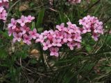 Daphne cneorum