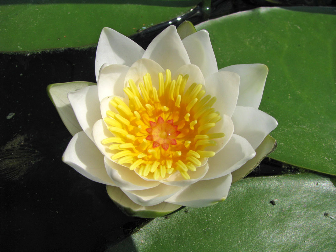 Image of Nymphaea candida specimen.