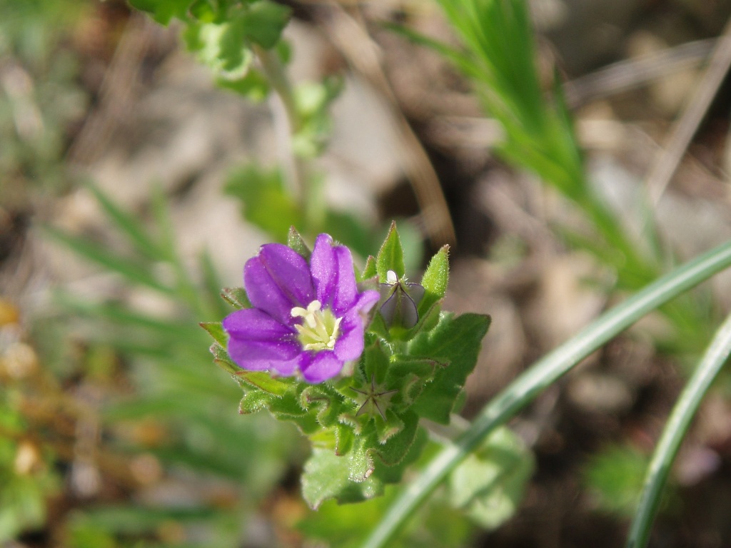 Image of Legousia hybrida specimen.