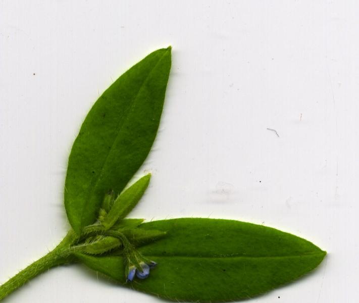 Image of Myosotis sparsiflora specimen.